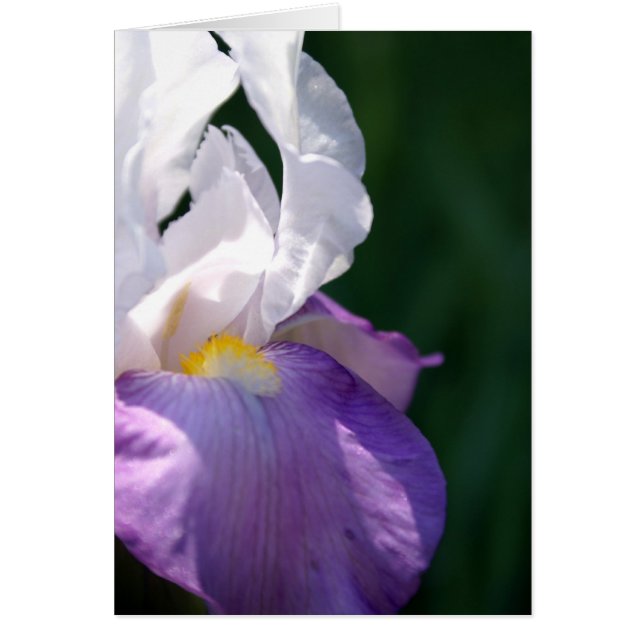 Iris Beauty (Front)
