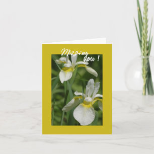 Iris blancs - Carte You Missing
