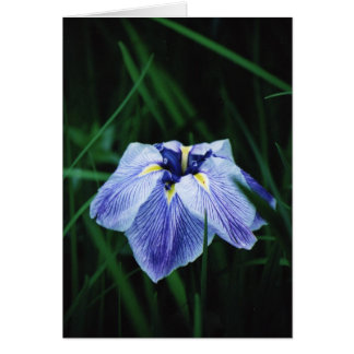 Iris bleu