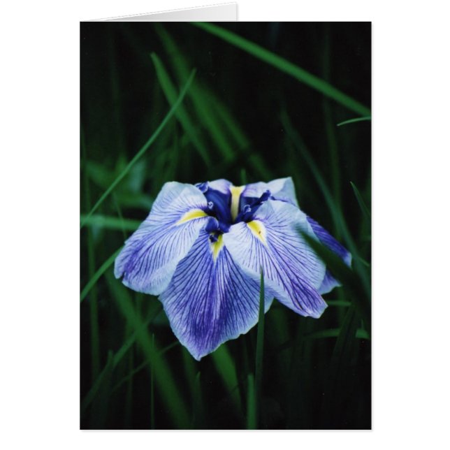Iris bleu (Devant)