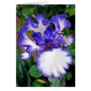 Iris ~ Bleu et Blanc