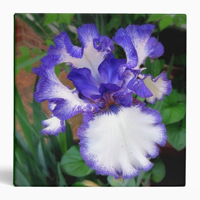Iris ~ Bleu et Blanc ~ Classeur (Devant)