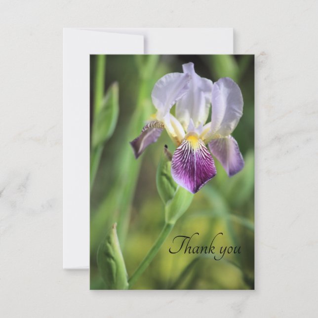 Iris Bloom in the Sun Thank You Card (Front)