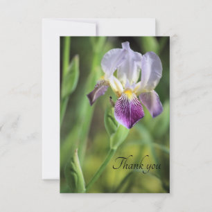 Iris Bloom in the Sun Thank You Card