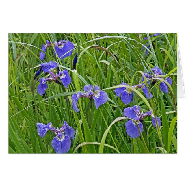Iris Blooms (Front Horizontal)