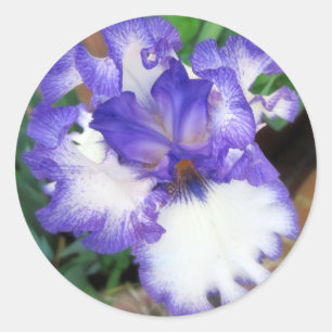 Iris ~ Blue and White Classic Round Sticker