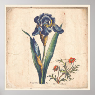 Iris Botanical Print Antique Illustration