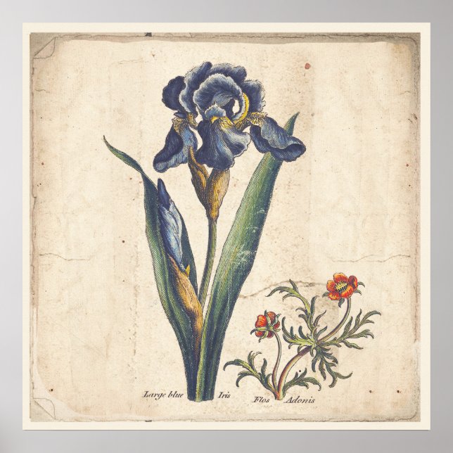 Iris Botanical Print Antique Illustration (Front)