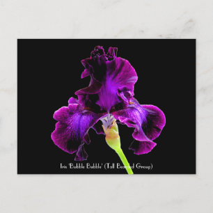 Iris 'Bubble Bubble' Collectable Postcards