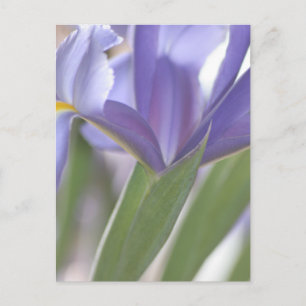 Iris Bud postcard