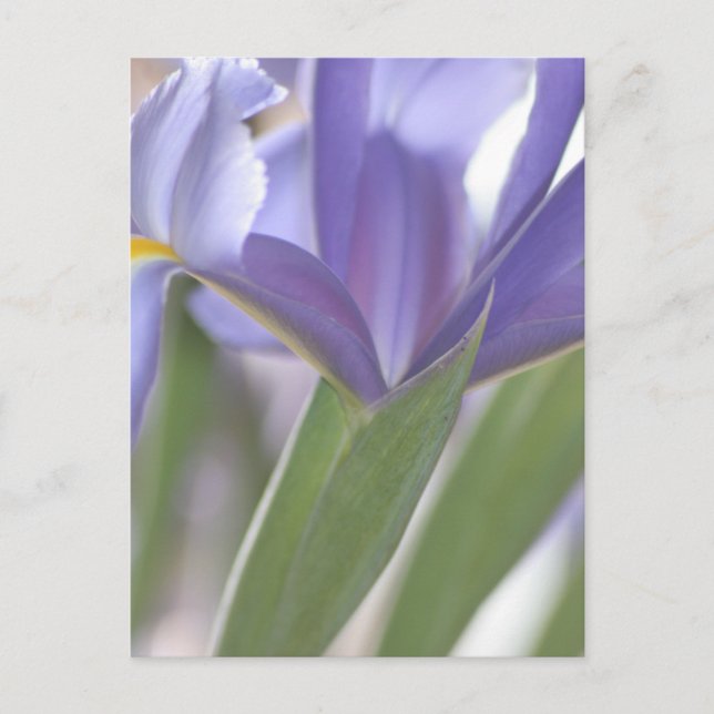 Iris Bud postcard (Front)