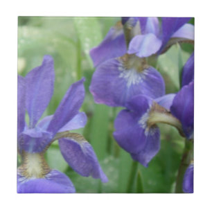Iris Bulbs Trivet