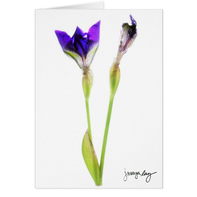 "Iris" by J. Maya Luz (Front)