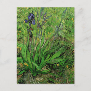 Iris by Vincent van Gogh, Vintage Garden Fine Art Postcard