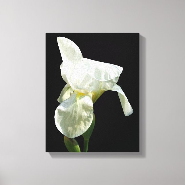 Iris Canvas Print (Front)