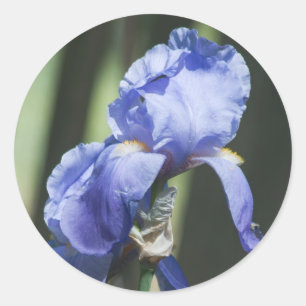 iris classic round sticker