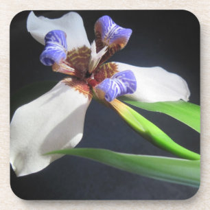 Iris Coaster