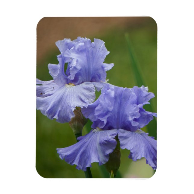 Iris Delight Magnet (Vertical)