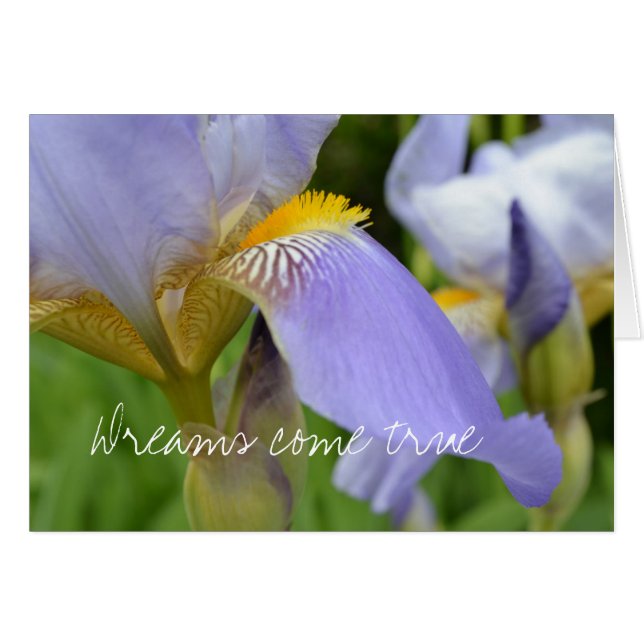 Iris-Dreams violets deviennent réalité (Devant horizontal)