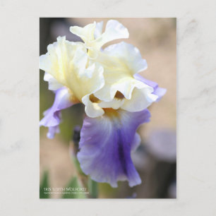 Iris ‘Edith Wolford’ [Postcard] Postcard