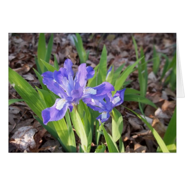 Iris en cage (Devant Horizontal)