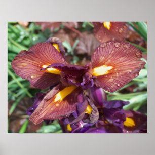 Iris et pluie poster