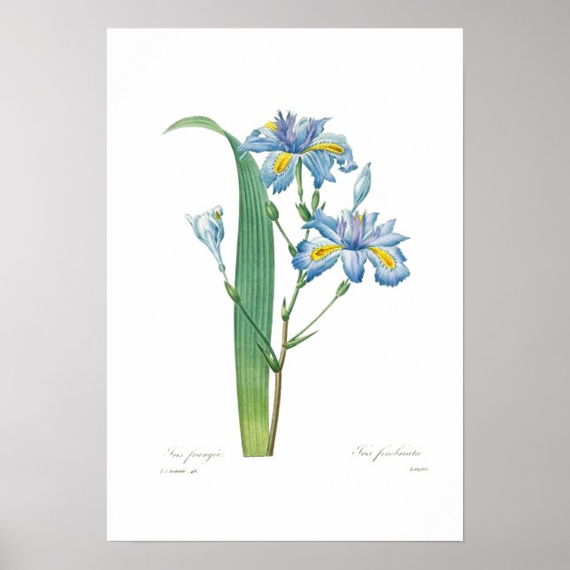 Iris fimbriata poster (Front)