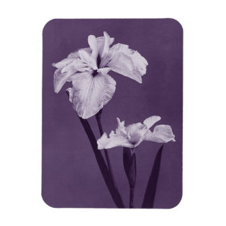 Iris Fine Art Magnet
