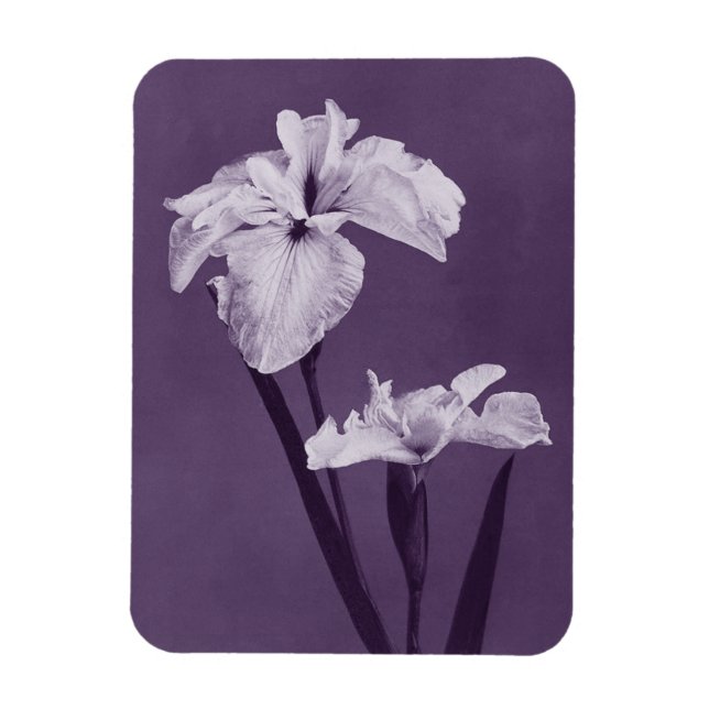 Iris Fine Art  Magnet (Vertical)