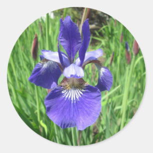 Iris Flower Blue Flag Classic Round Sticker
