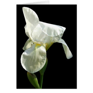 Iris Flower Card