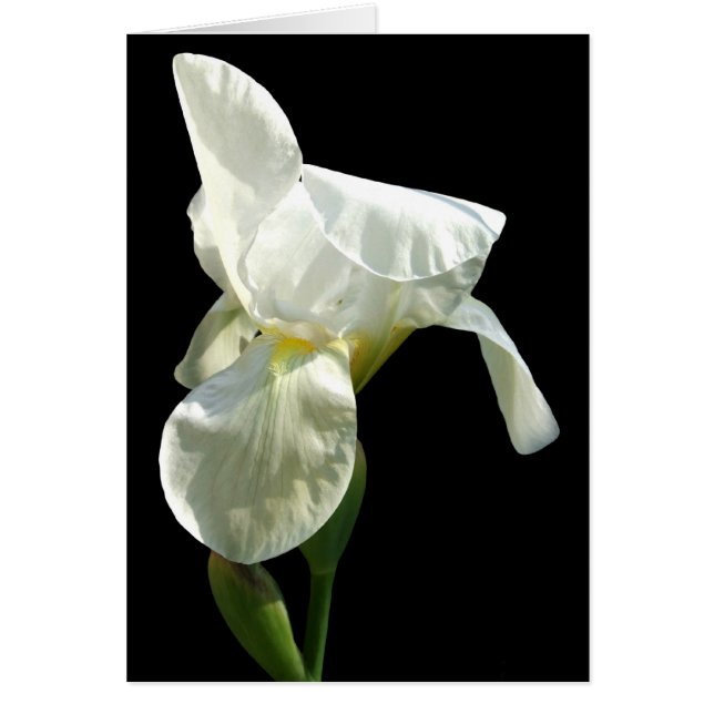 Iris Flower Card (Front)