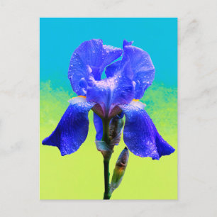 Iris flower  holiday postcard