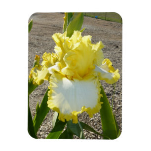 IRIS FLOWER MAGNET