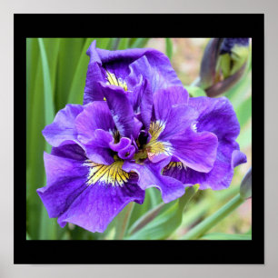 Iris Flower Photo Poster