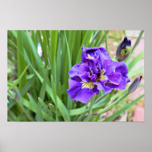 Iris Flower Photo Poster