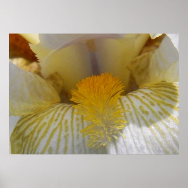 Iris Flower Photograph Poster (Front)