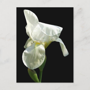 iris Flower Postcard