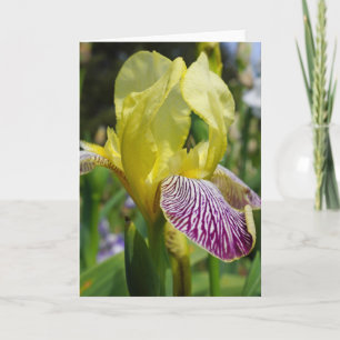 Iris Flower Special Ocassion Greeting Cards