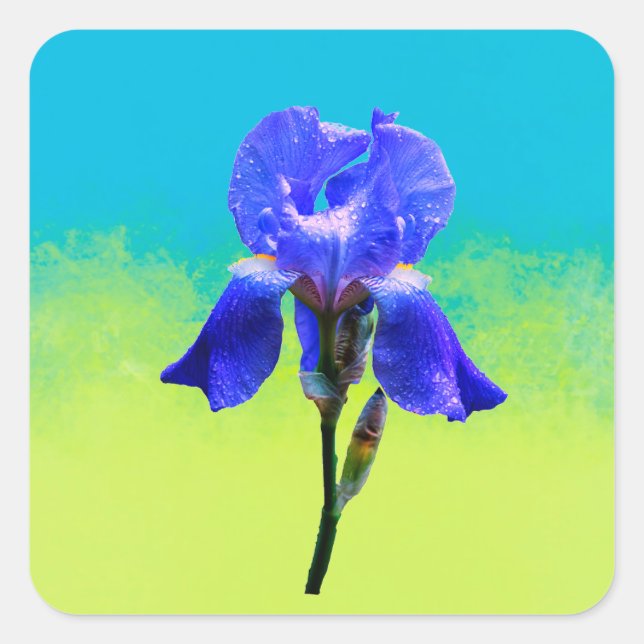 Iris flower  square sticker (Front)