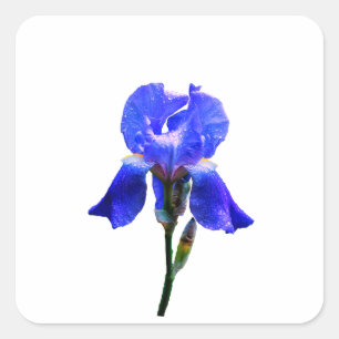Iris flower square sticker