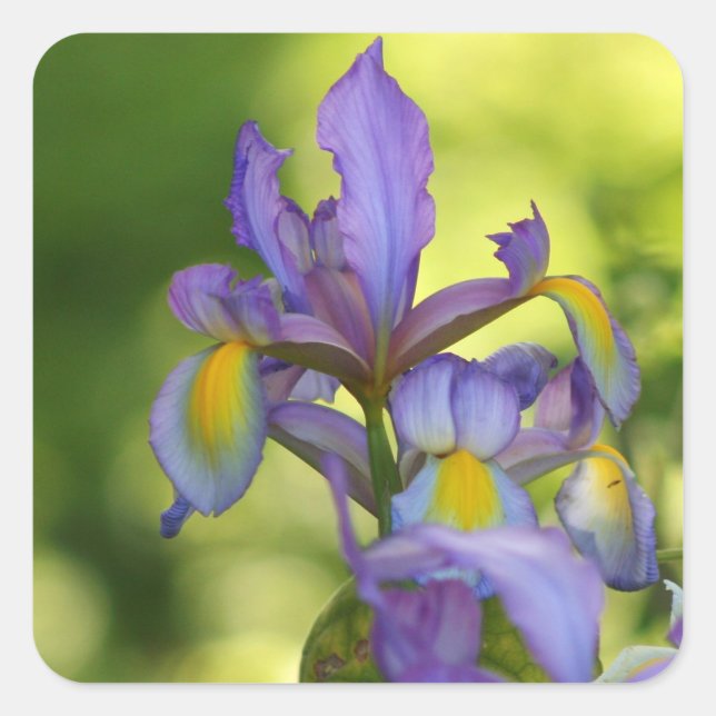 Iris flower Stickers (Front)
