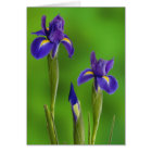 Iris flowers