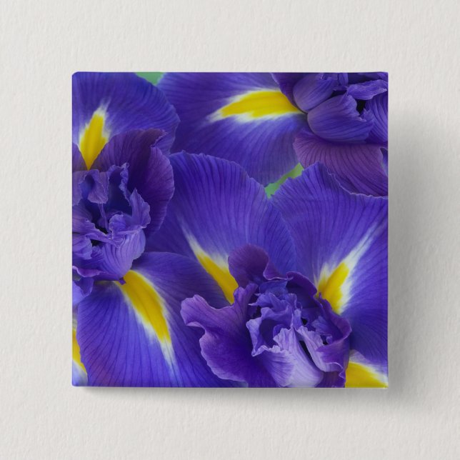 Iris flowers 2 inch square button (Front)