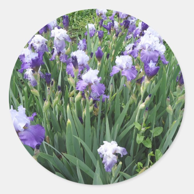 Iris flowers classic round sticker (Front)
