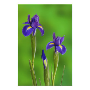 Iris Flowers Photo Print