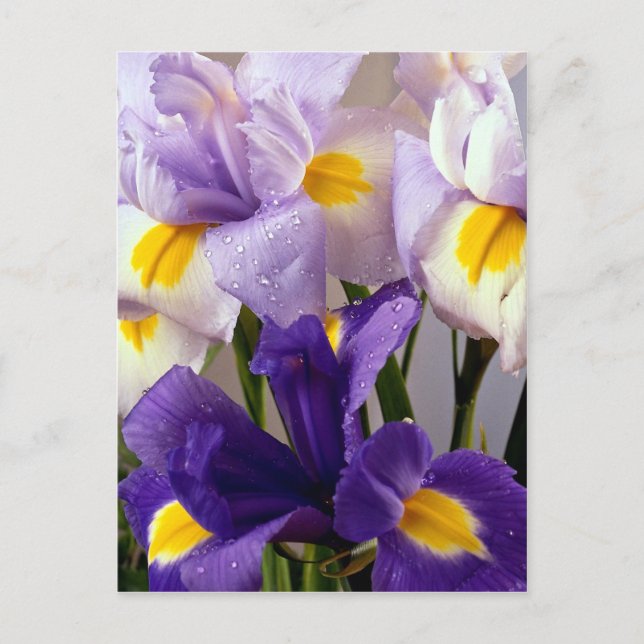 Iris flowers postcard (Front)