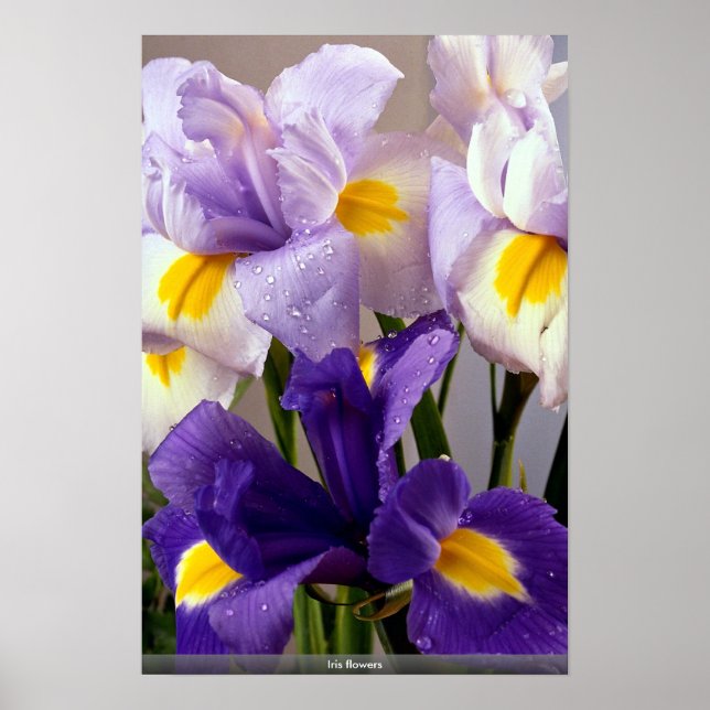 Iris flowers poster (Front)