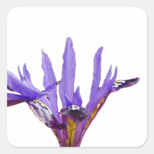 Iris Flowers Sticker