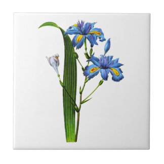 Iris Frangee by Joseph Pierre Redoute Tile